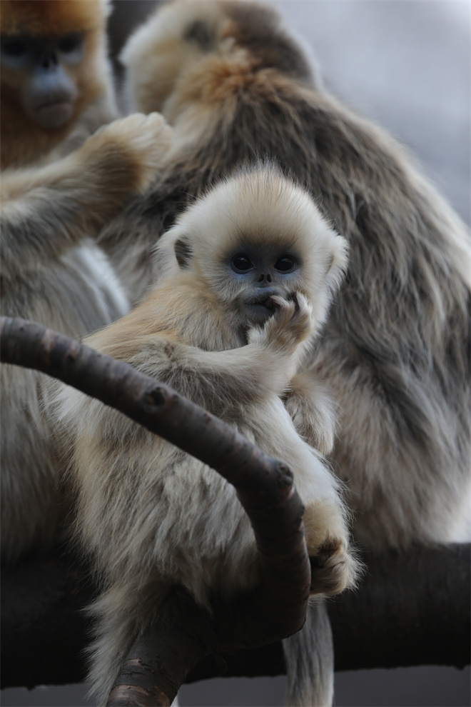 Science封面文章：开云网页版登录入口金丝猴研究团队首次系统揭示灵长类社会演化之谜_fororder_金丝猴